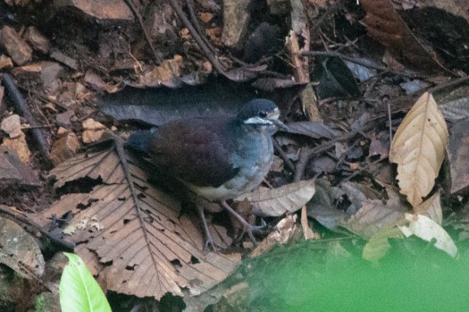 Purple Quail-Dove at Reserva Tesoro Escondido